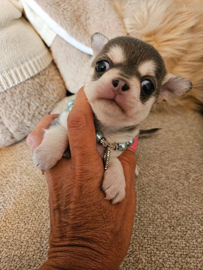 Chihuahua, België, Fokker | Hobbymatig, 8 tot 15 weken, Teef