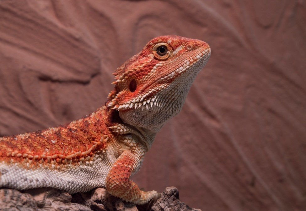 OPZOEK - Baardagaam + terrarium Bearded Dragon photo 2