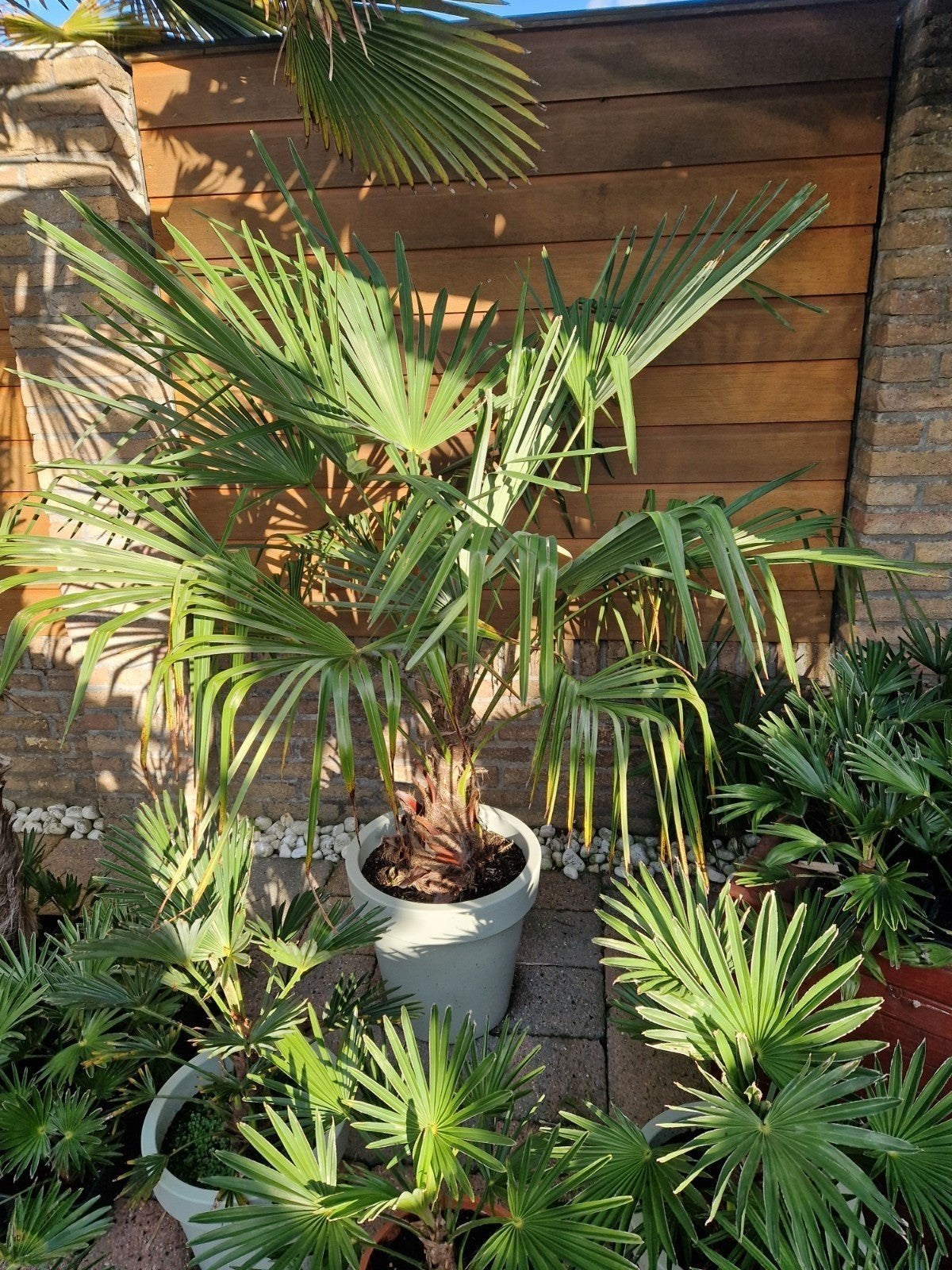 Trachycarpus Fortunei Palmboom - Winterharde Palm, Tuin en Terras, Volle zon, Vaste plant, Bloeit niet, Ophalen