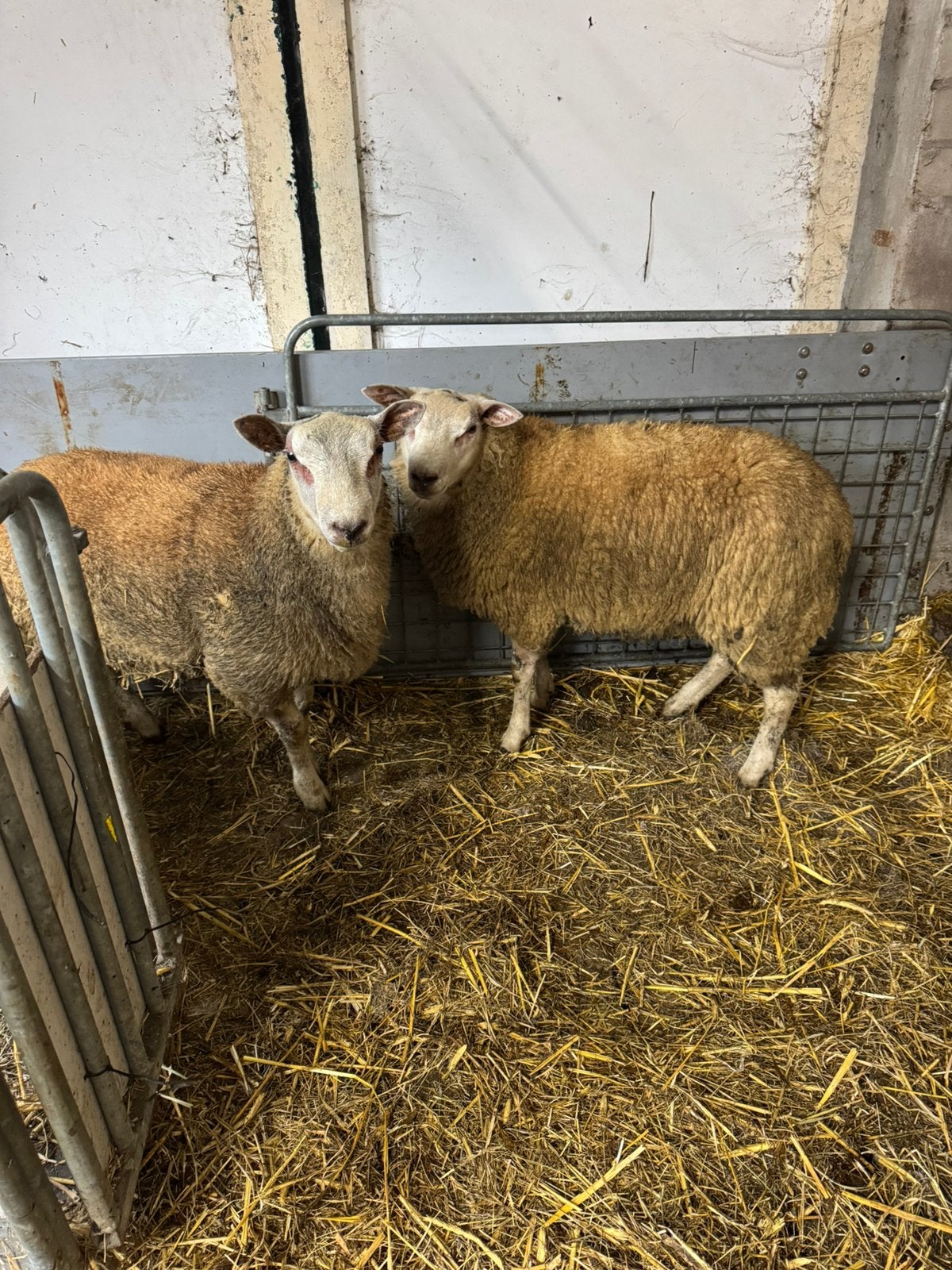 3 dekrammen tekoop/huur, Dieren en Toebehoren, Mannelijk, Schaap
