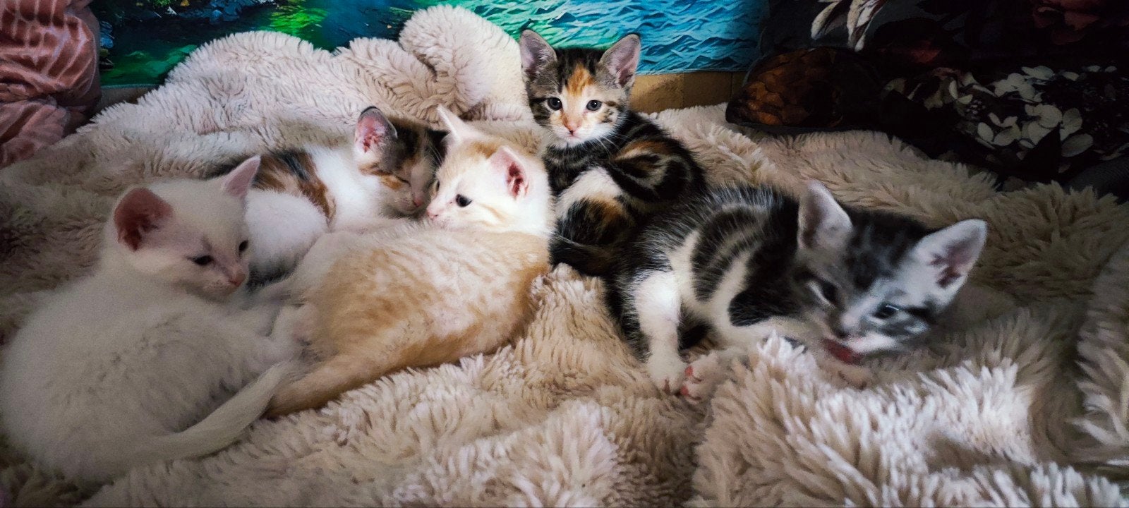 5 prachtige kittens geboren op 28 mei, Dieren en Toebehoren, Meerdere dieren, Ontwormd, 0 tot 2 jaar