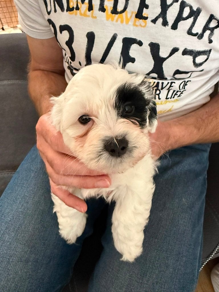 Maltezer X Poedel pups, Parvo, Maltezer, 8 tot 15 weken, Meerdere