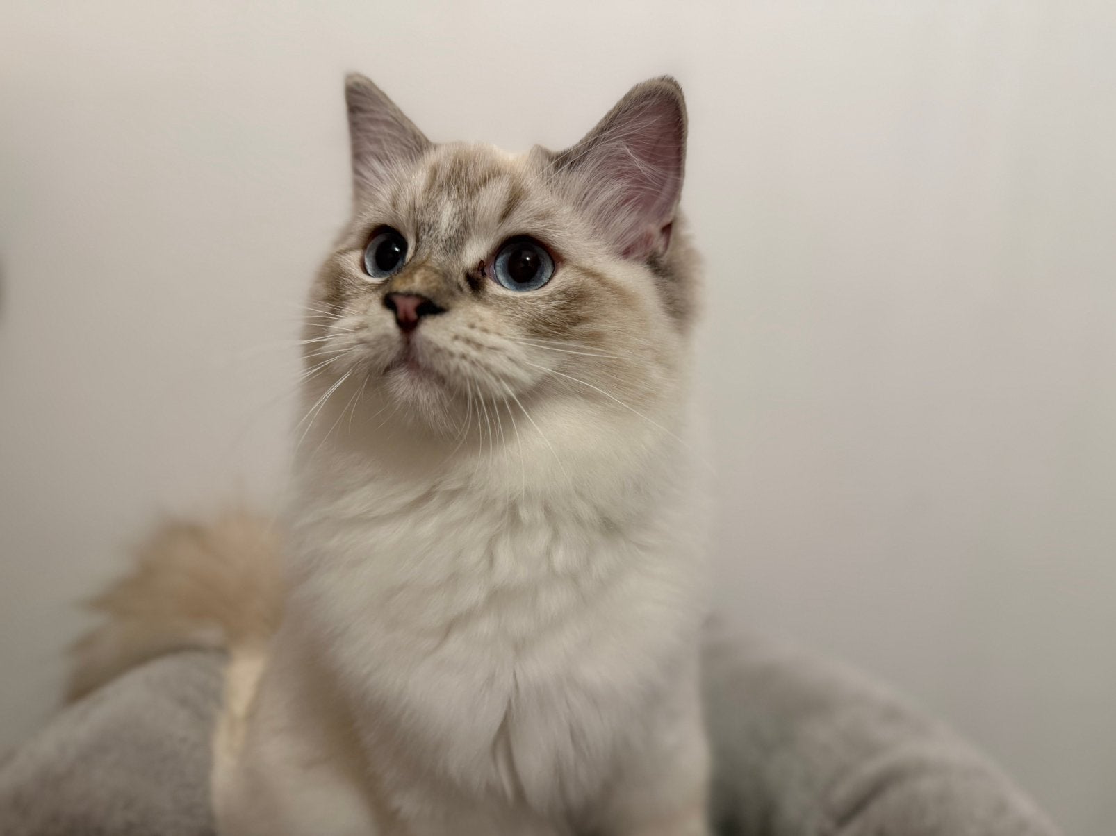 Prachtige Ragdoll kitten stamboom, Dieren en Toebehoren, Kater