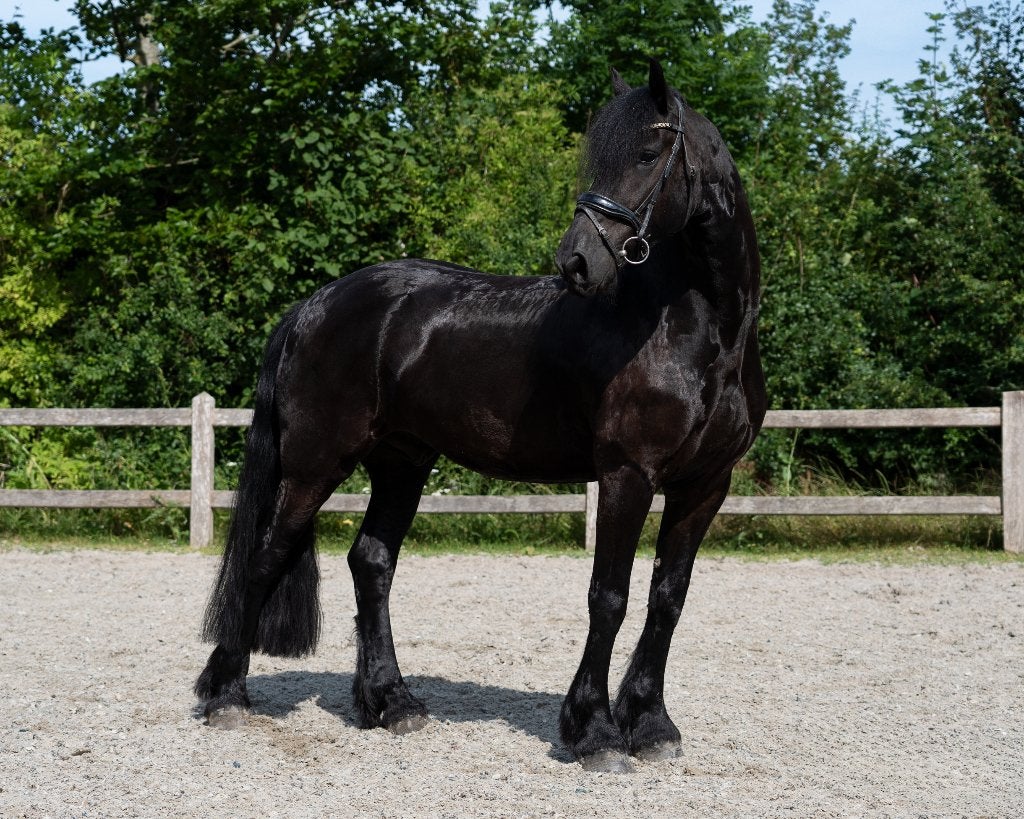 Mooie en sportieve Friese ruin, Met stamboom, B, Ruin, Dressuurpaard