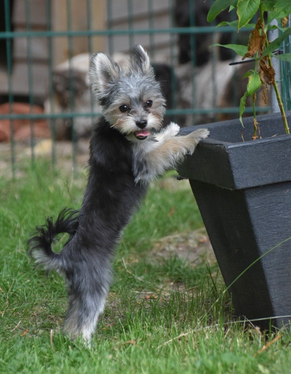 Even voorstellen mini boomertje, Dieren en Toebehoren, Honden | Chihuahua's en Gezelschapshonden, 15 weken tot 1 jaar, Overige rassen