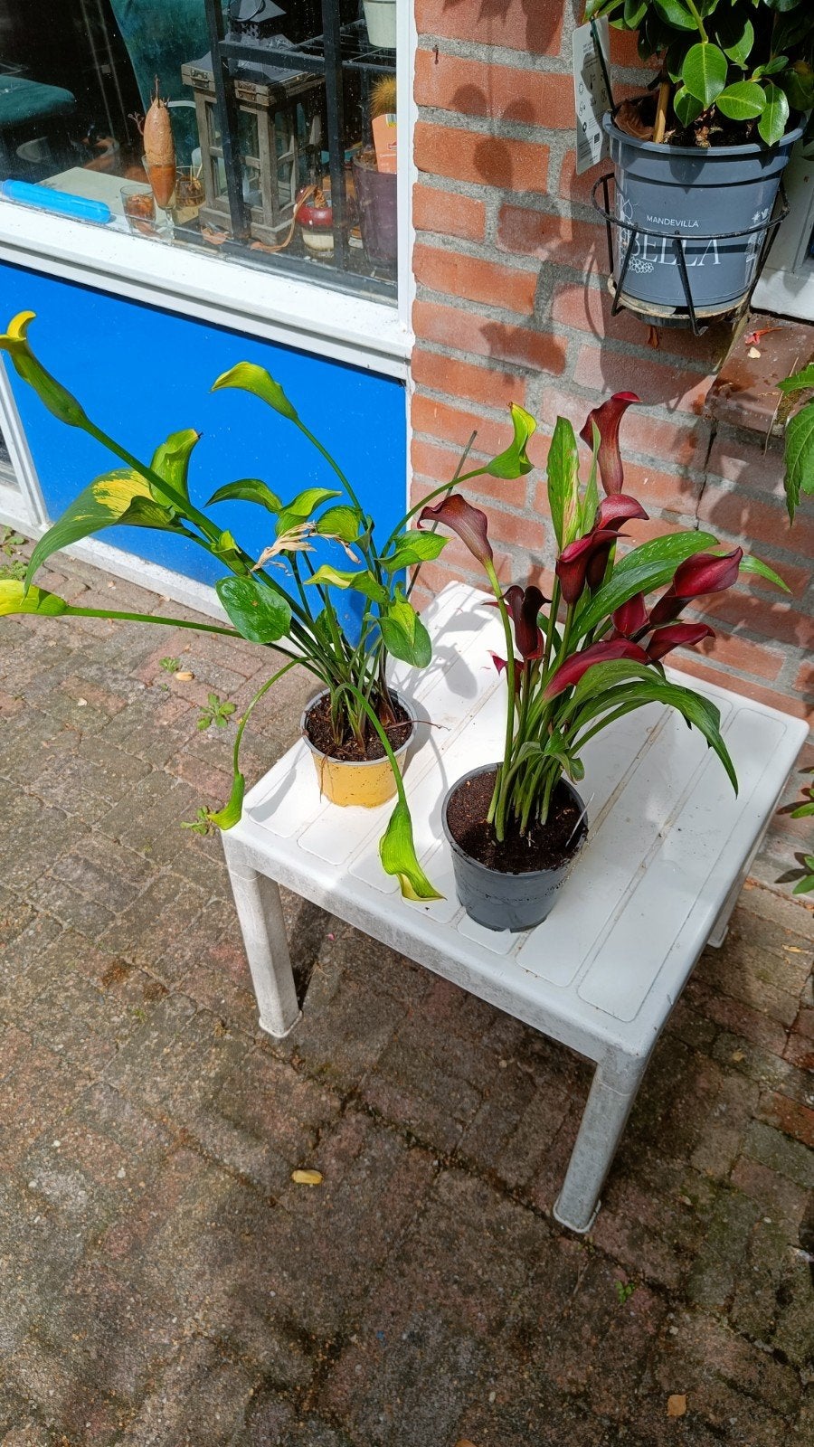 Prachtige Calla Lelies - Geel en Bordeauxrood, Volle zon, Vaste plant, Zomer, Ophalen