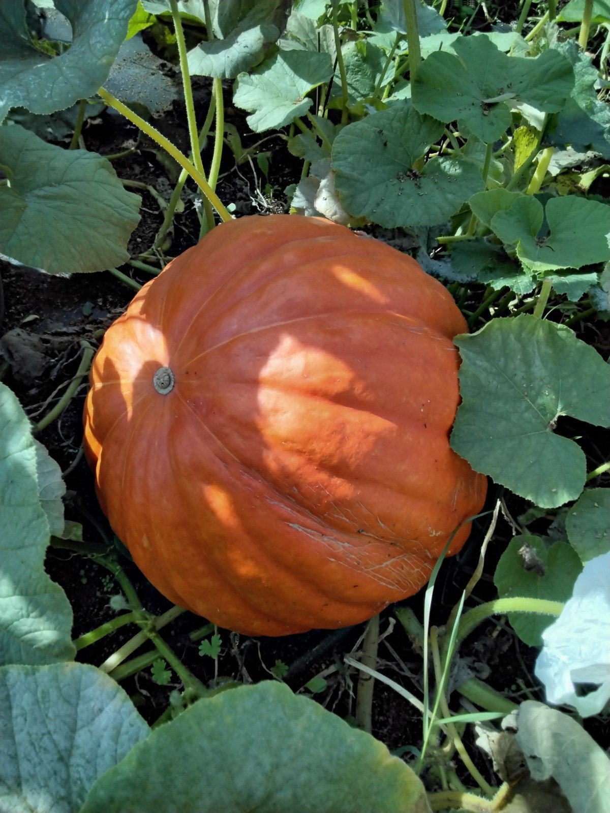 Verse Pompoenen - Ideaal voor Herfstgerechten en Decoratie, Tuin en Terras, Ophalen, Volle zon, Groenteplanten, Eenjarig