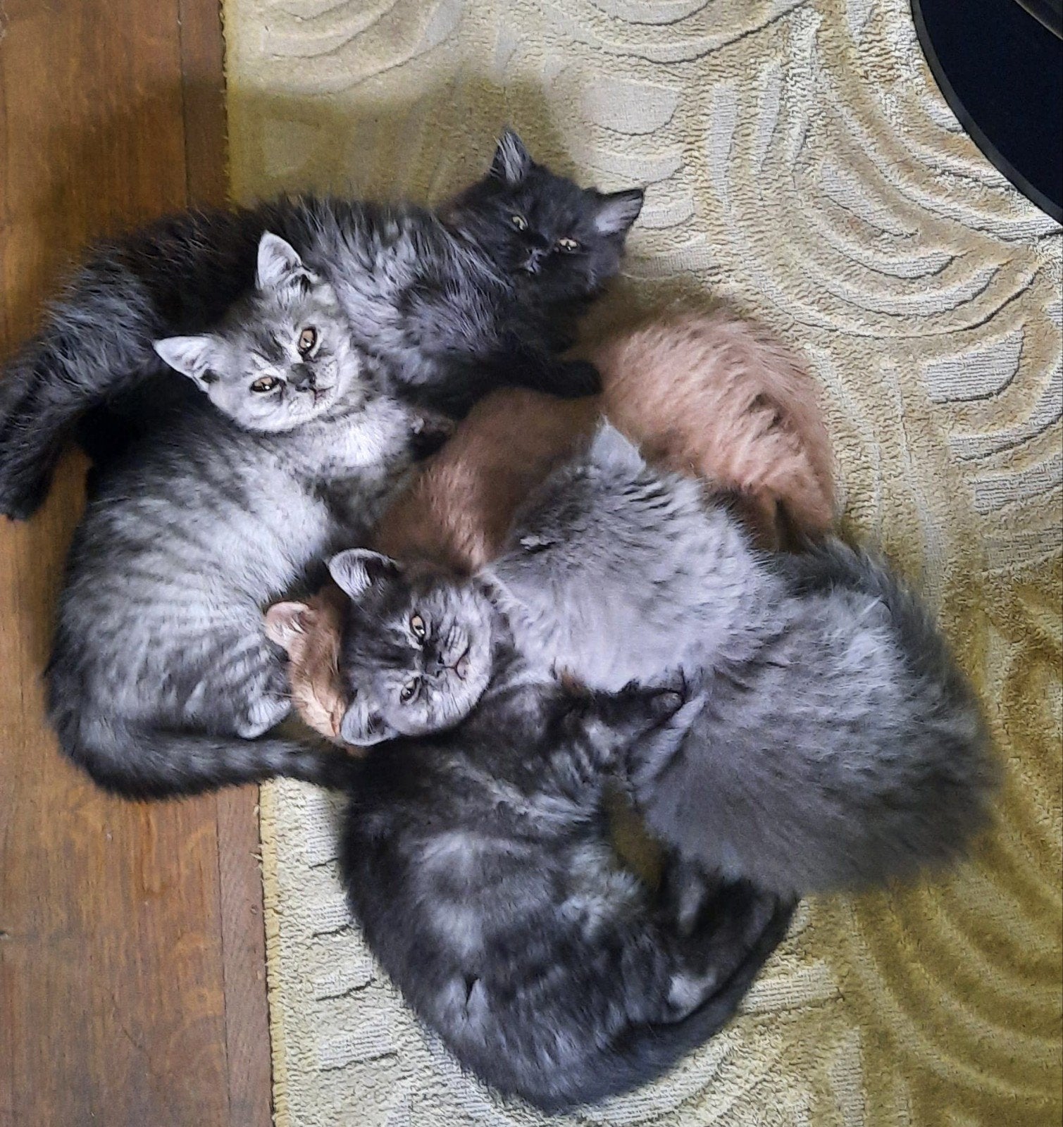 Te koop prachtige britse korthaar en langhaar kittens!, Dieren en Toebehoren, Katten en Kittens | Raskatten | Korthaar, Meerdere dieren
