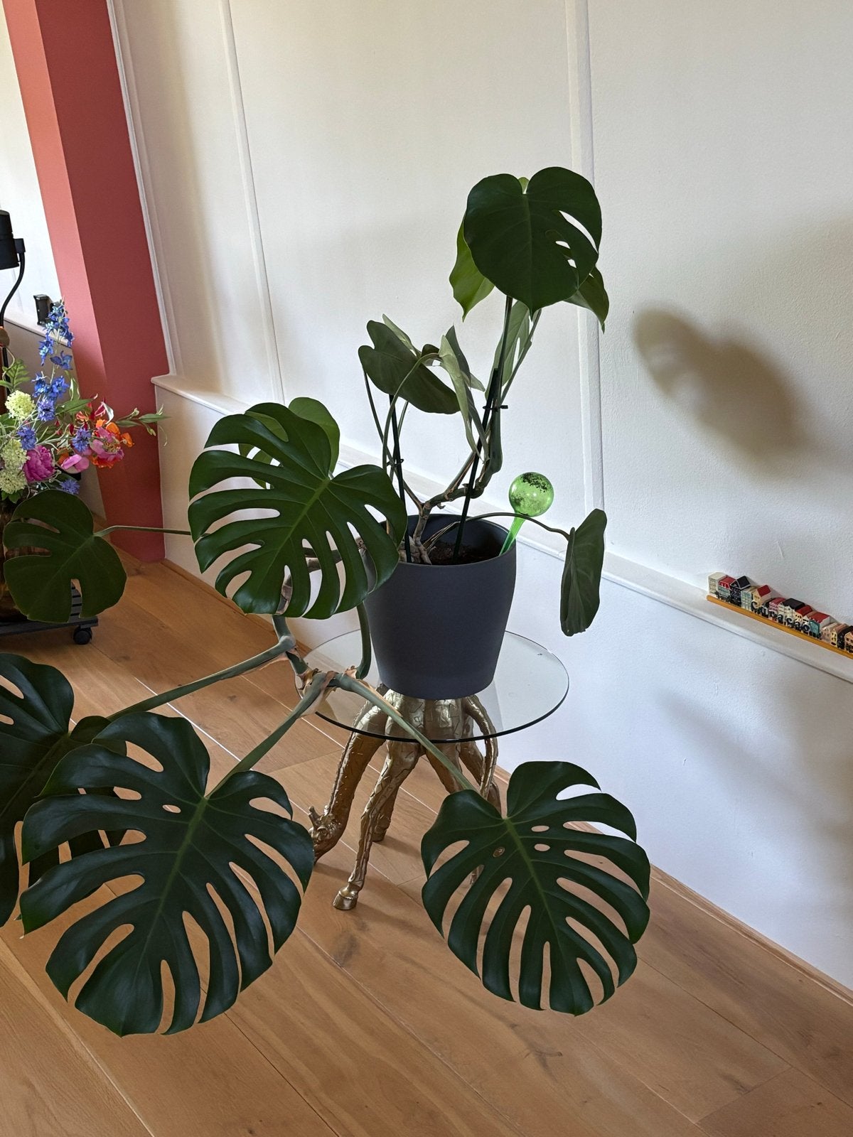 Gratis kamerplanten, Huis en Inrichting, Kamerplanten, Ophalen, 100 tot 150 cm, Overige soorten, Halfschaduw