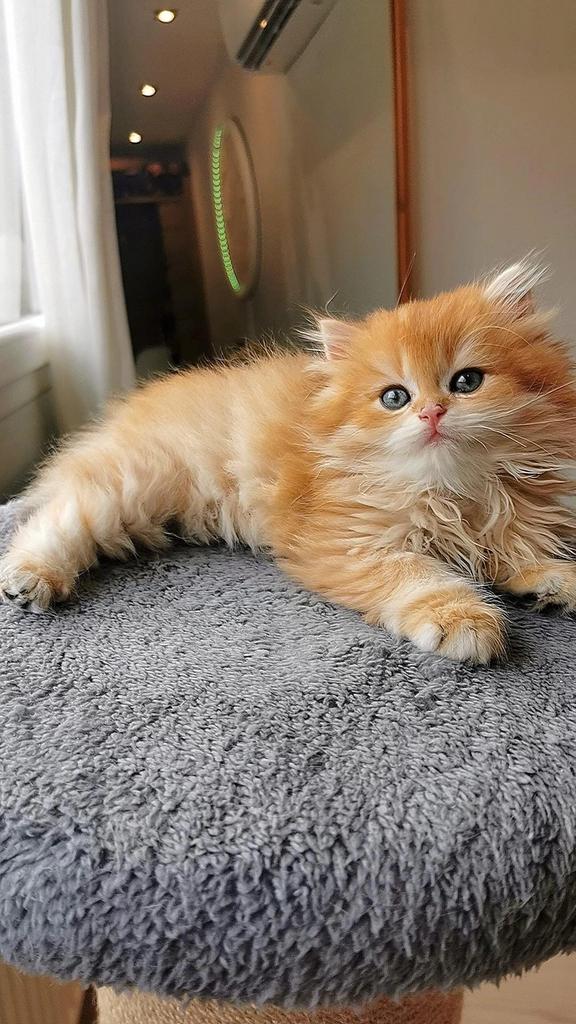 Britse langhaar kittens, Meerdere dieren, Met stamboom, 0 tot 2 jaar