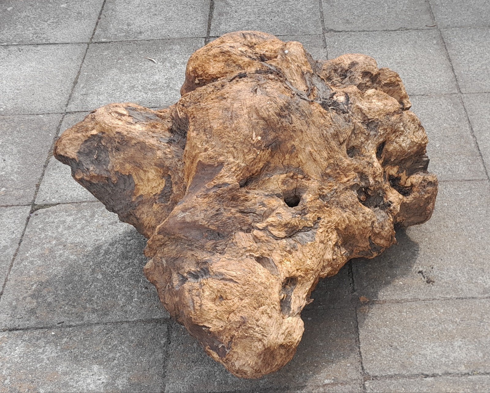 Decoratieve houtstronk - Uniek stuk drijfhout, Ophalen, 30 cm, Hout, Object