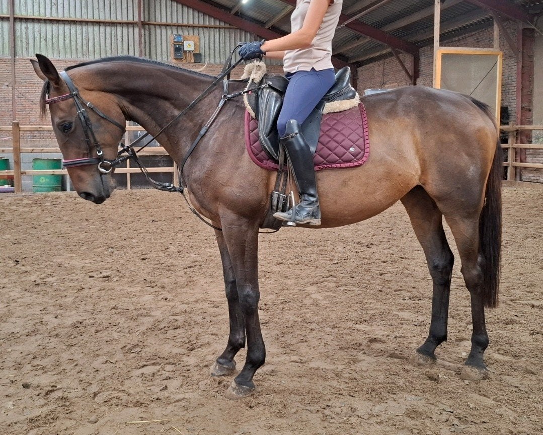 Superbrave 6 jr allrounder 1,64m(recreatie-manege-sport), Dieren en Toebehoren, Paarden, Ruin, 3 tot 6 jaar, Met stamboom, B