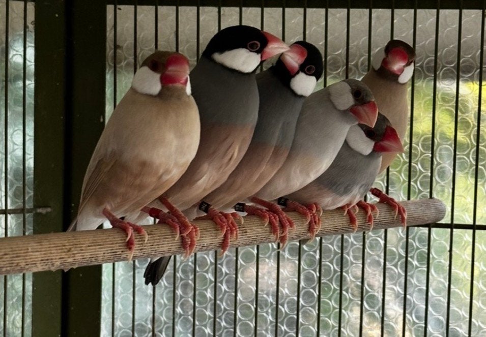 Rijstvogels, Dieren en Toebehoren, Meerdere dieren