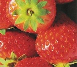Aardbei planten, Ophalen of Verzenden, Eenjarig, Overige soorten, Volle zon