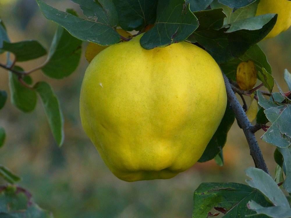 Fruitbomen, struiken en bijzondere eetbare planten, Ophalen, Minder dan 100 cm, Lente, Overige soorten