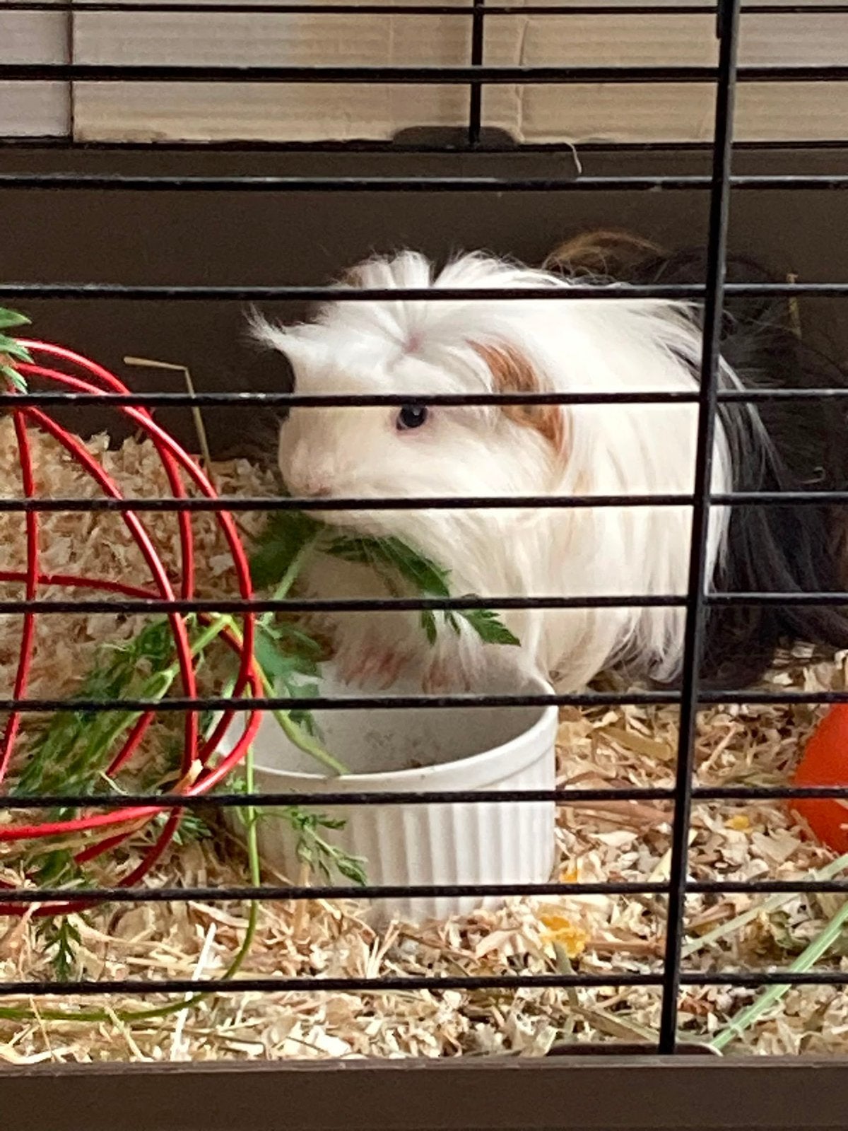 Cavia zoekt n fijn huisje, Dieren en Toebehoren, Maart, Mannelijk, Cavia