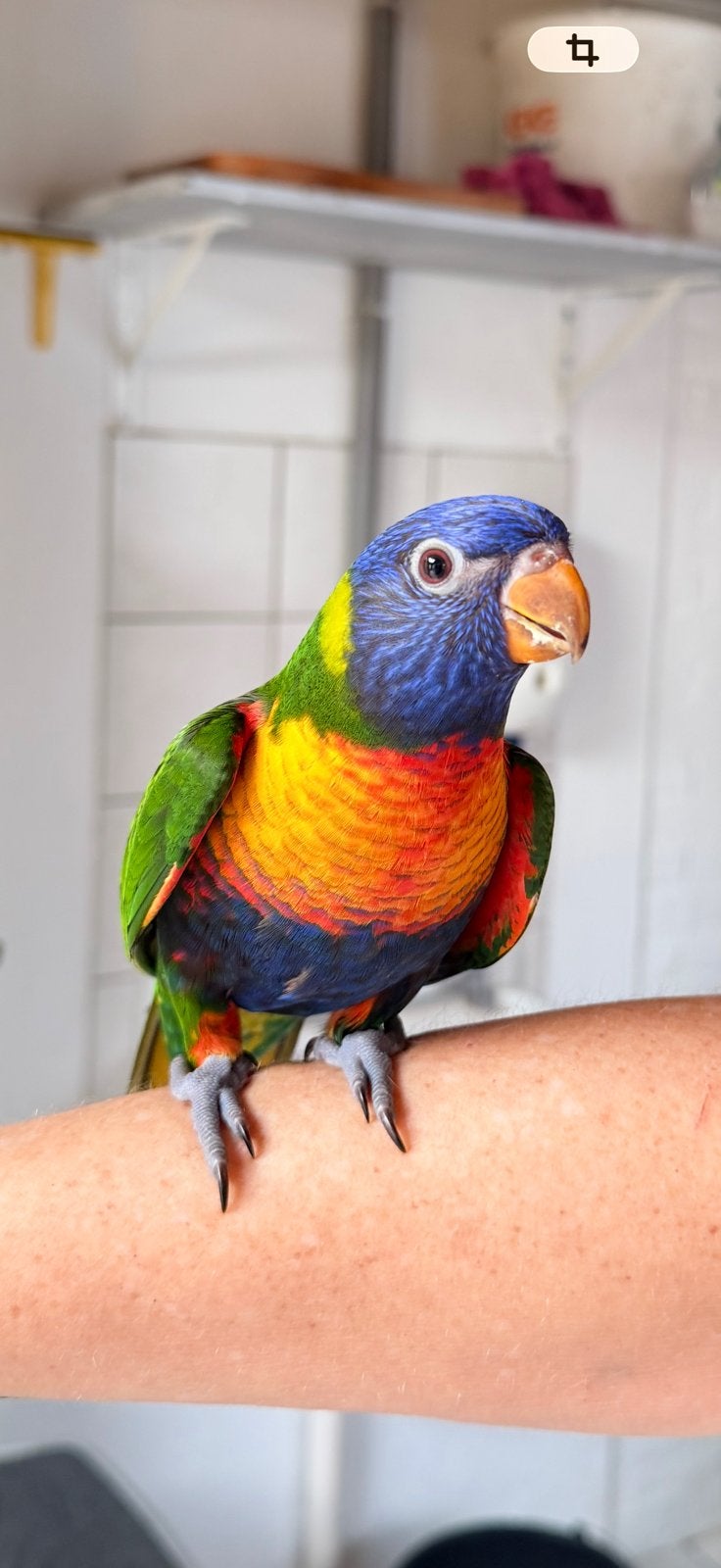Jonge handtamme Lori, Dieren en Toebehoren, Geslacht onbekend, Papegaai, Geringd