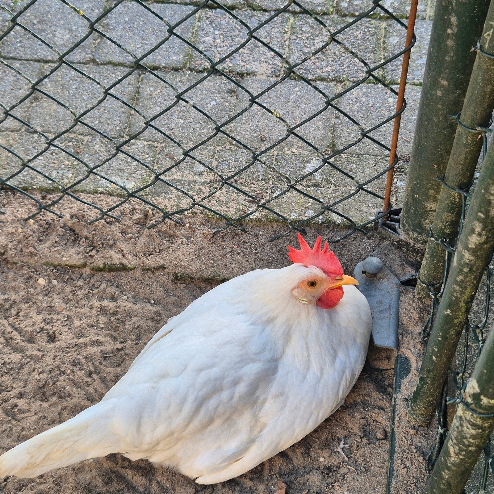 2x leghorn raszuiver., Vrouwelijk, Kip