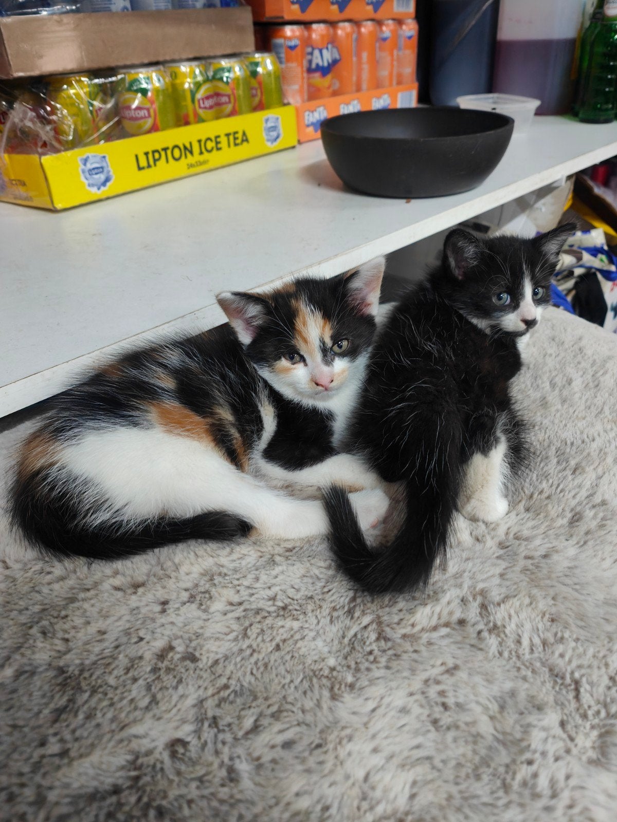 kittens te koop, Dieren en Toebehoren, Meerdere dieren, Kortharig, 0 tot 2 jaar