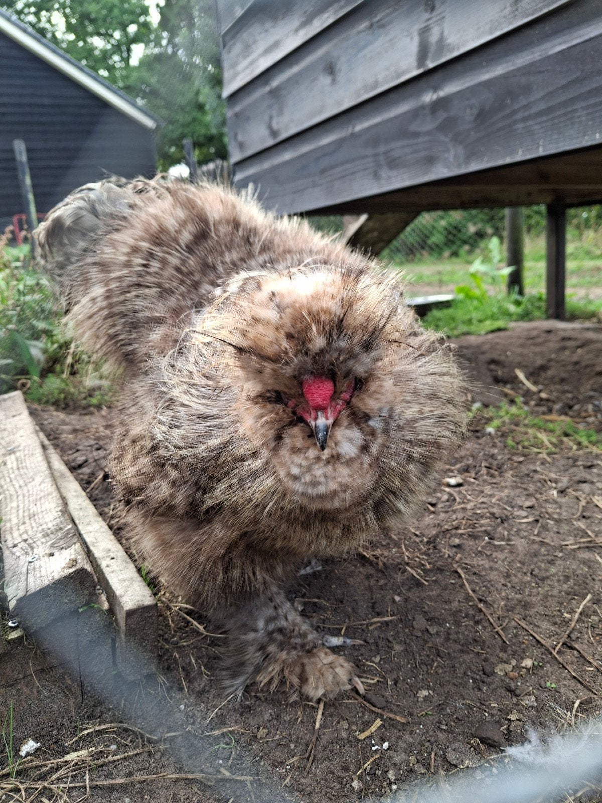 mooi zijdenhoen haantje zoekt nieuw huisje, Dieren en Toebehoren, Mannelijk, Kip