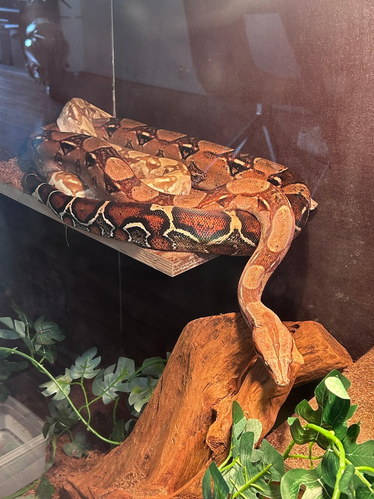 Boa constrictor Boa Constrictor photo 2