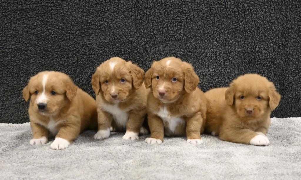 Nova Scotia Duck Tolling Retriever pups # Toller pups, Parvo, Nederland, Overige rassen, 8 tot 15 weken