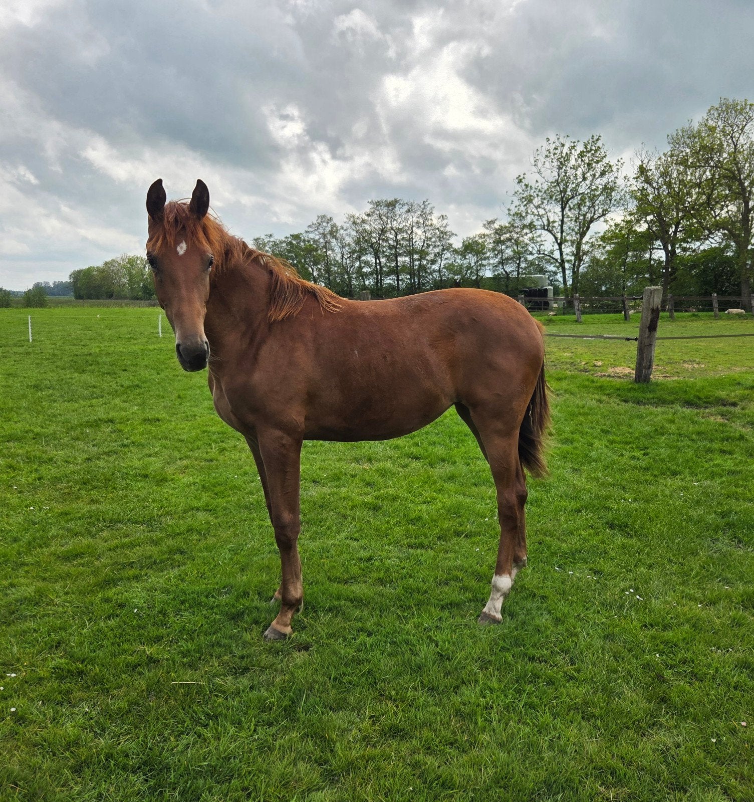 Grote en lieve jaarling merrie van One Million, Merrie, Minder dan 160 cm, Dressuurpaard, 0 tot 2 jaar