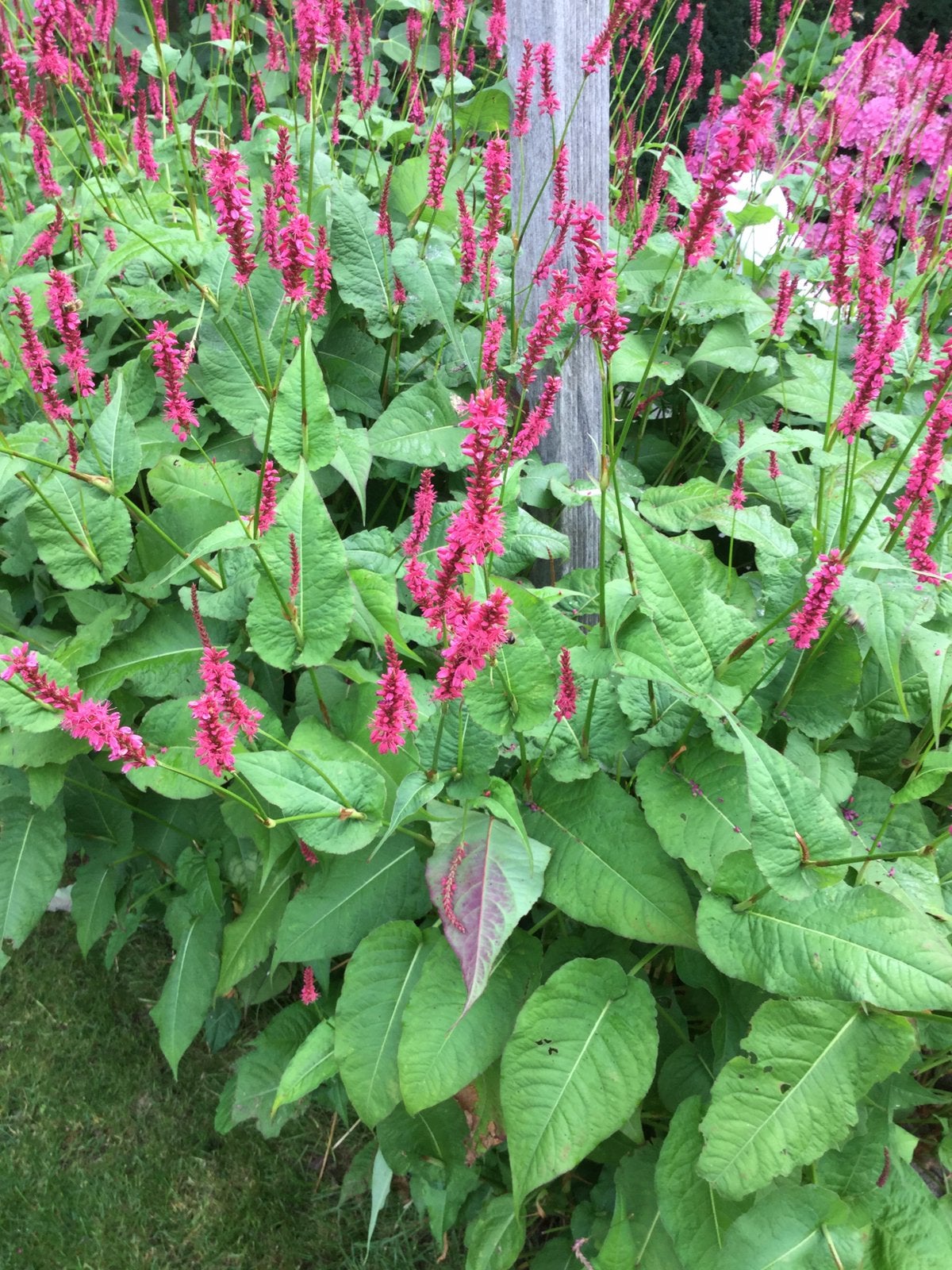 €1,00 per potje rode persicaria hoogte 1.50, Tuin en Terras, Ophalen of Verzenden