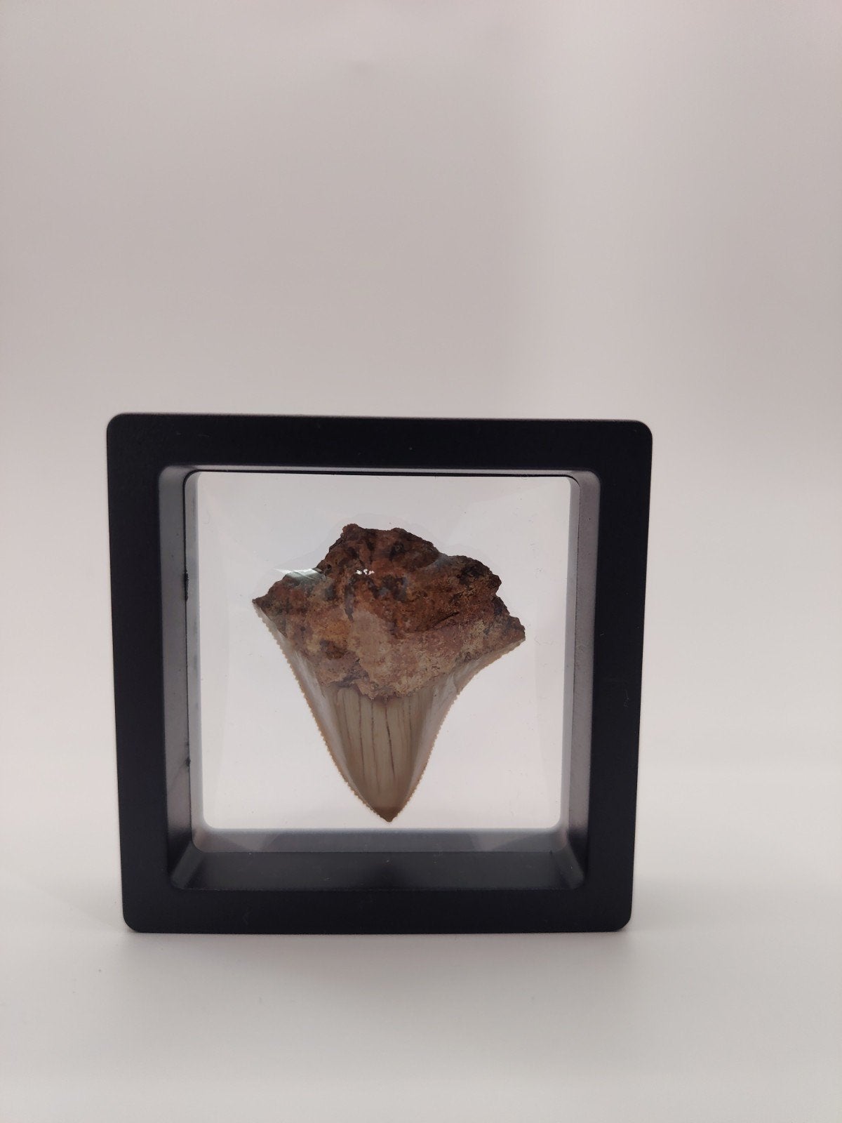 Megalodon tand in display box, Verzamelen, Mineralen en Fossielen, Ophalen of Verzenden, Fossiel