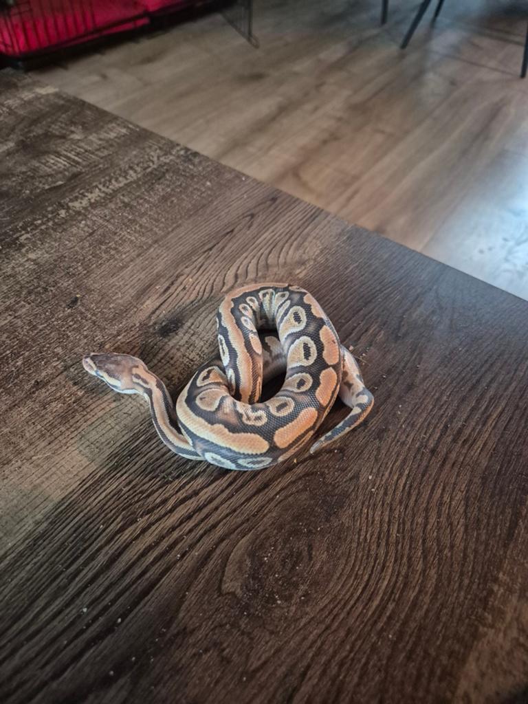 Koningspython Ball Python - male for sale from Dennis