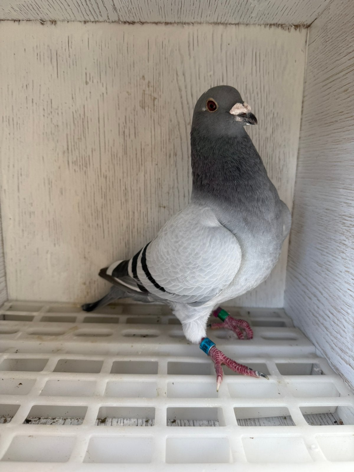 Postduiven, Dieren en Toebehoren, Mannelijk, Postduif