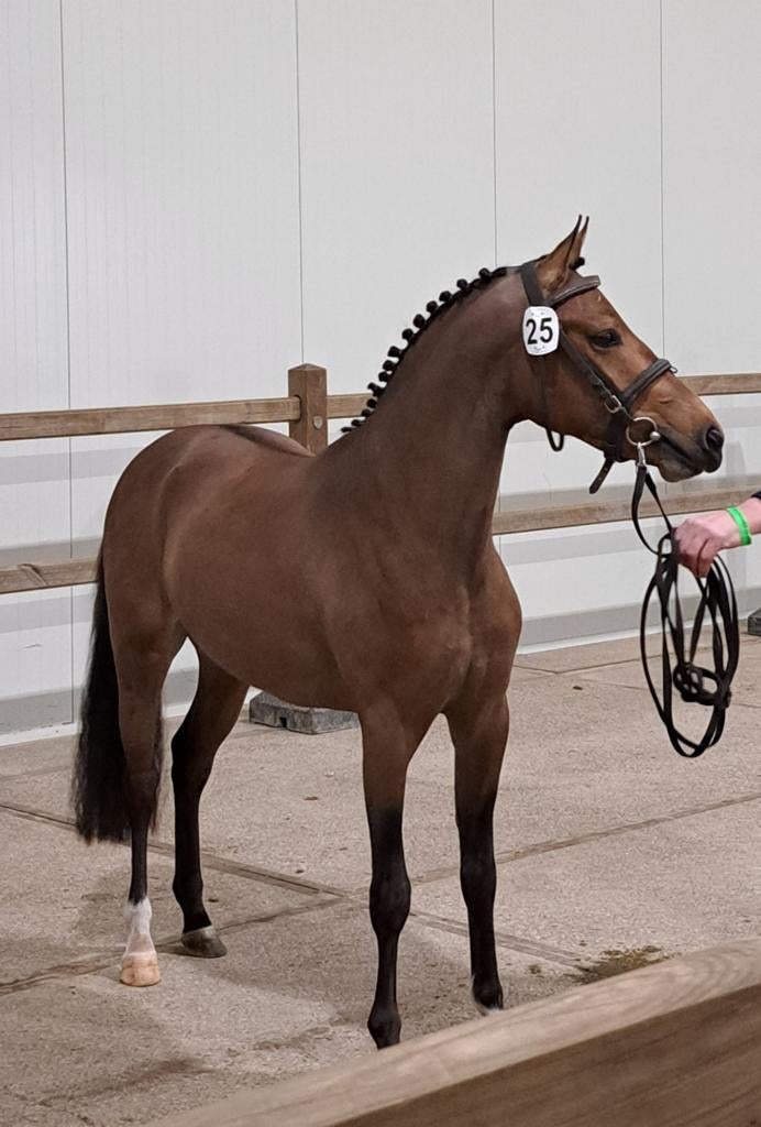 3 jarige New Forest Ster ruin, Dieren en Toebehoren, Pony's, Met stamboom, Ruin, Zadelmak, 3 tot 6 jaar