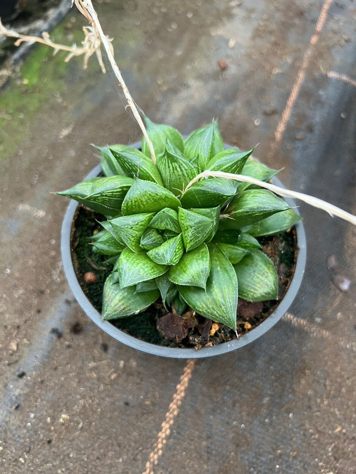 Haworthia, Ophalen of Verzenden, Halfschaduw, Minder dan 100 cm
