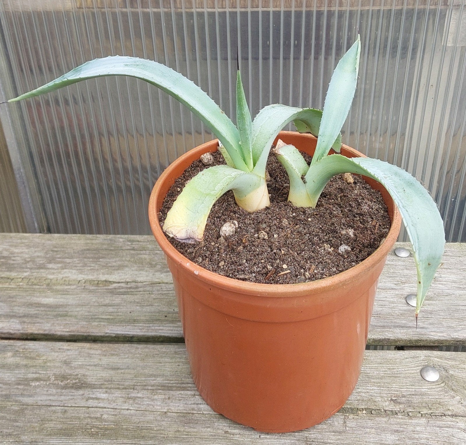 Agave scabra - Sterke en onderhoudsvriendelijke Agave, Ophalen of Verzenden, Vaste plant, Overige soorten, Volle zon