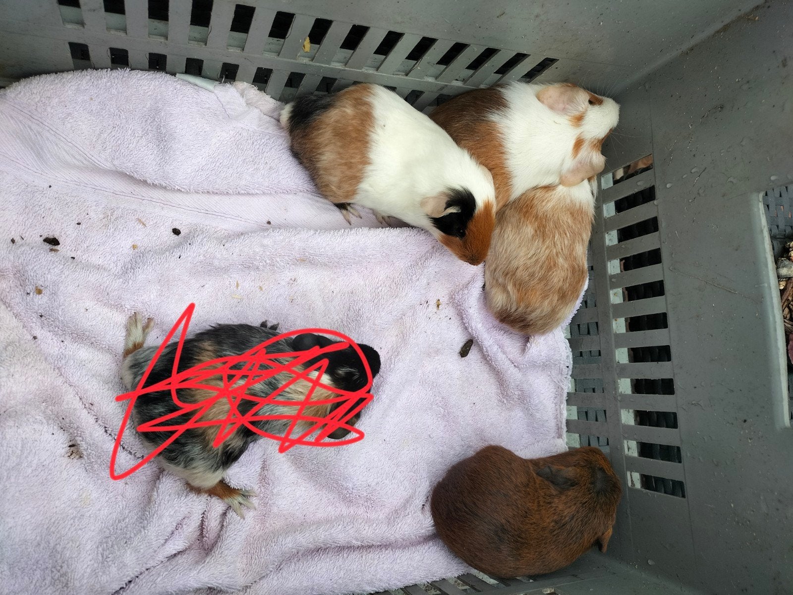 4 Cavia Beertjes, Juli, Mannelijk, Cavia