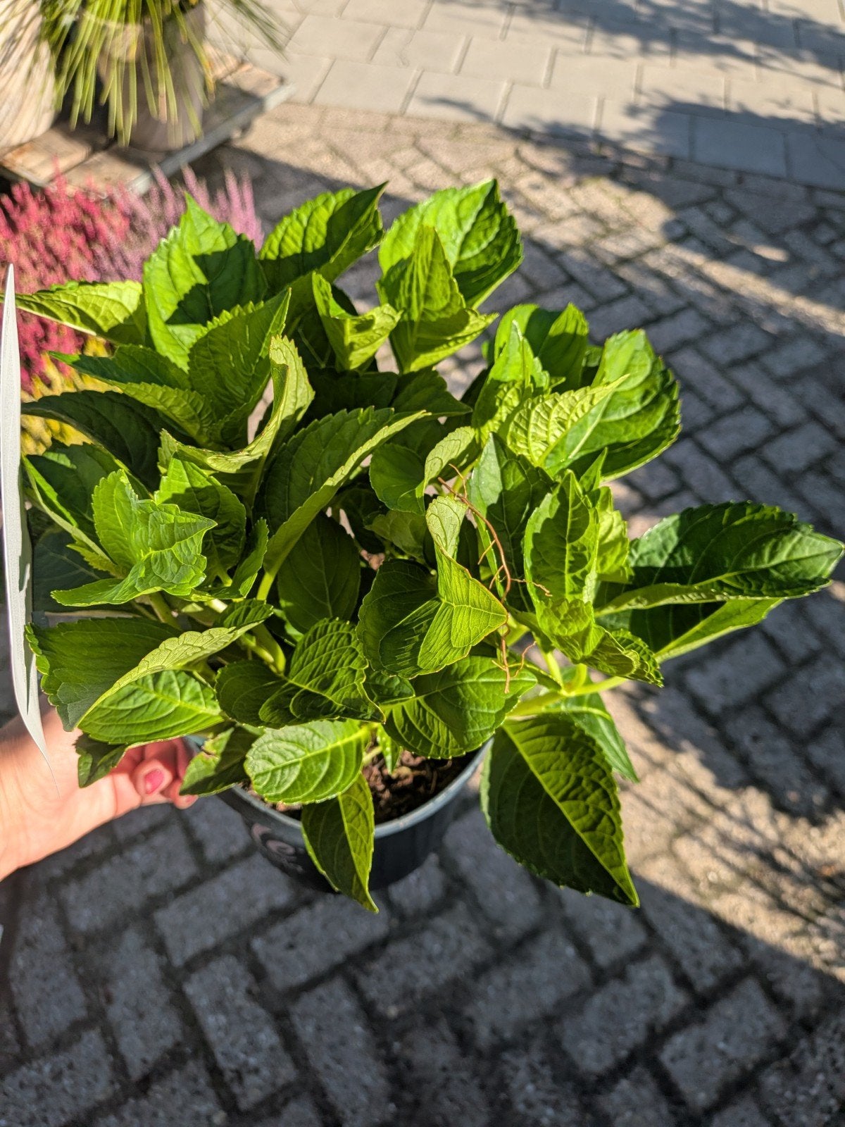 Hortensia Little XS, little purple, Tuin en Terras, Ophalen, Zomer, Overige soorten, Halfschaduw