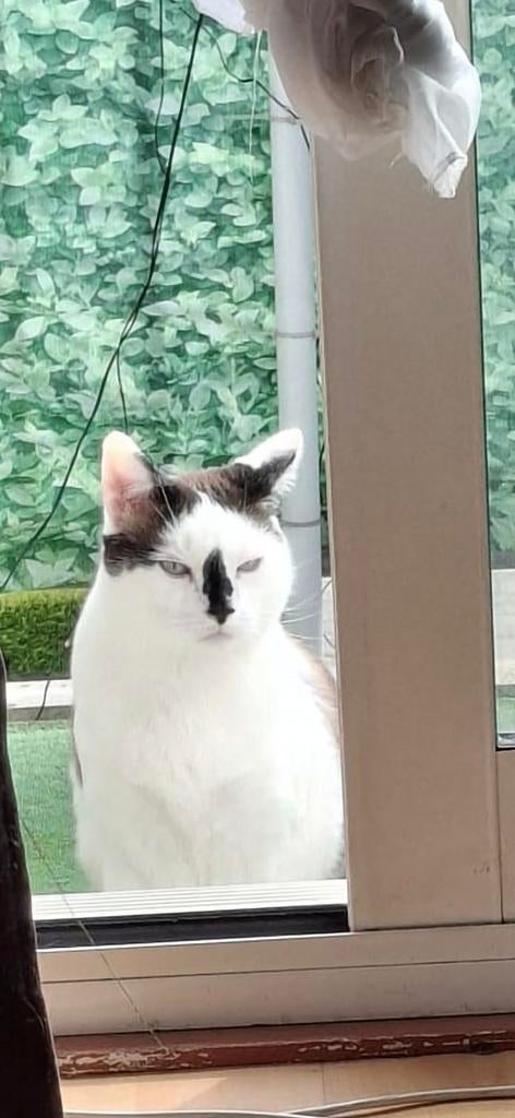 Lieve geholpen kater van 8jaar, Kater, Gechipt, 6 jaar of ouder