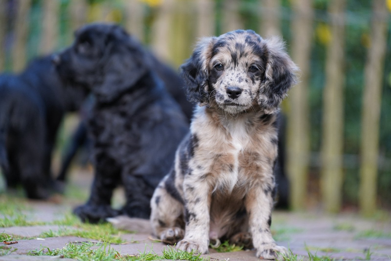 Cockapoo pups | Engelse Cocker Spaniel x Mini Labradoodle, Dieren en Toebehoren, Parvo, Nederland, 8 tot 15 weken, Meerdere