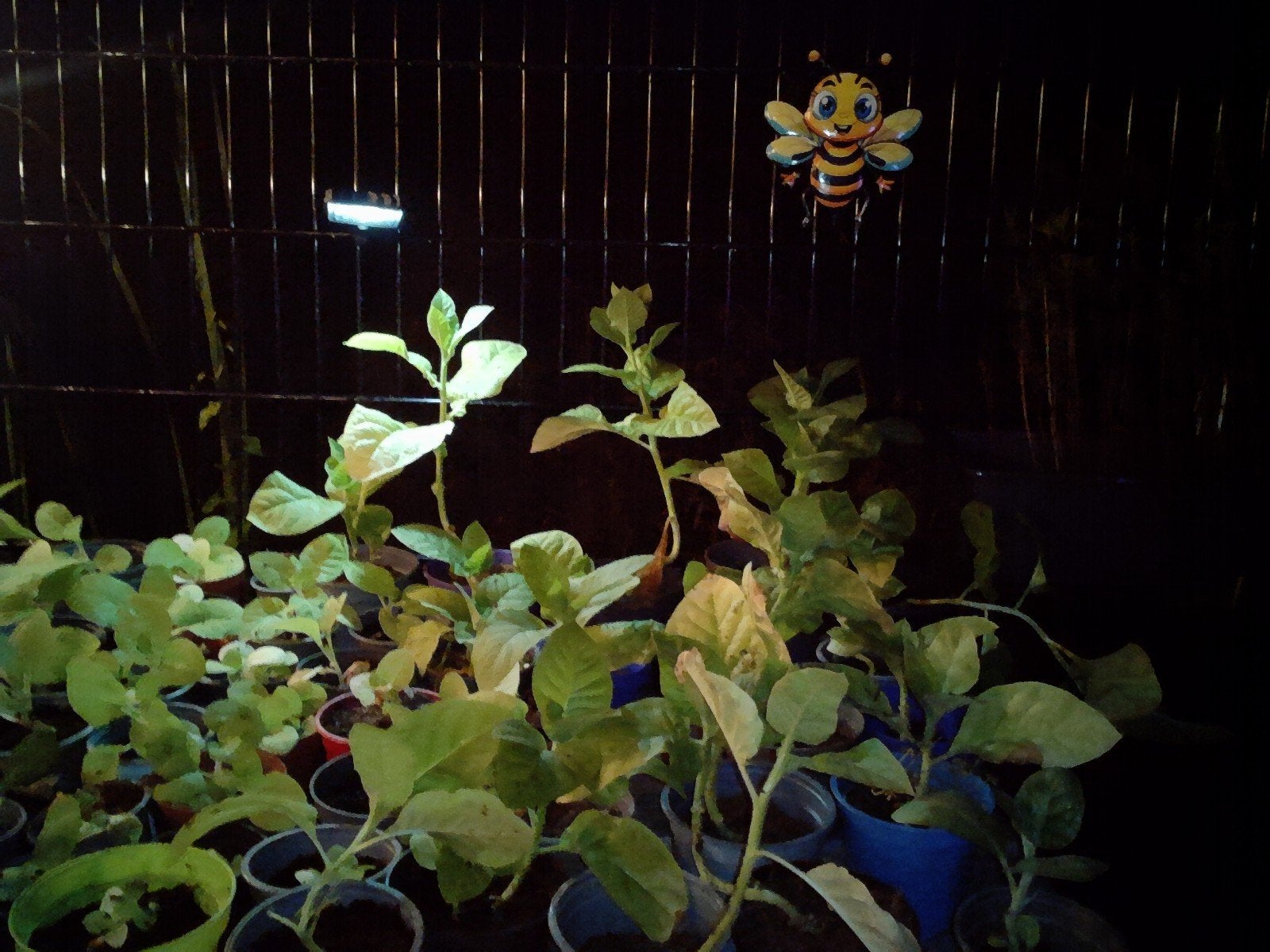 Boerentabak (Nicotiana rustica) - Kleine en Grote Planten, Volle zon, Eenjarig, Zomer, Ophalen