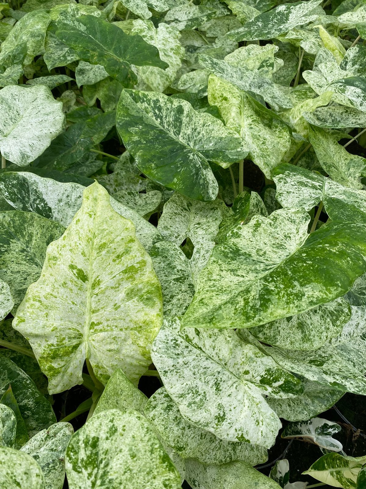 Alocasia Macrorrhiza Splash Variegata, Ophalen of Verzenden, Halfschaduw, Minder dan 100 cm