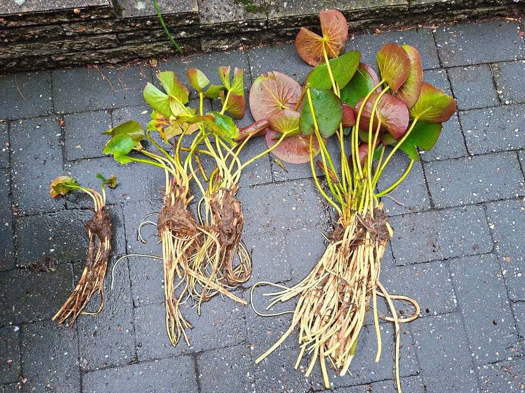 Waterlelies (3 kleuren wit - roze -rood) moeten snel weg!, Tuin en Terras, Ophalen, Volle zon, Vaste plant, Zomer