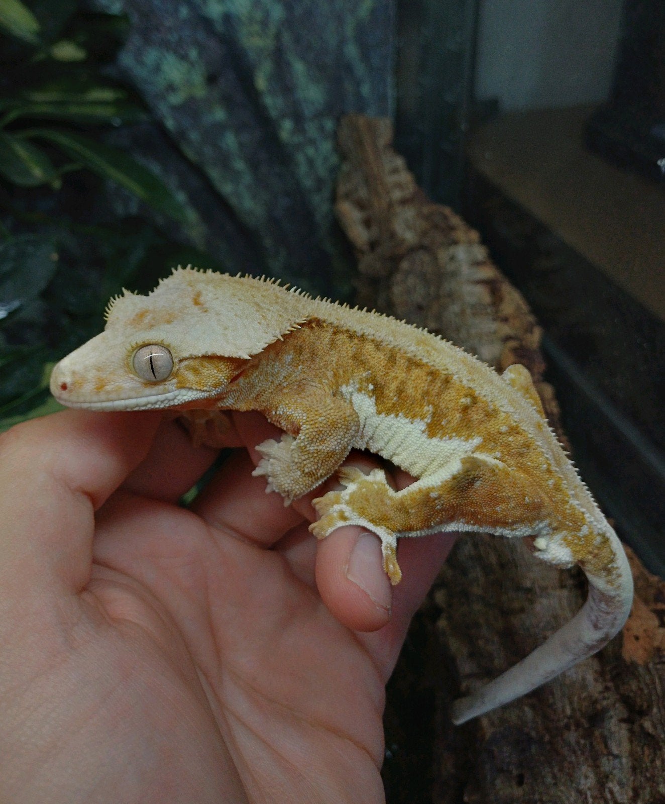 1.0 Tiger Phantom Lilly White Wimpergekko mannetje, Dieren en Toebehoren, Hagedis, Tam, 3 tot 6 jaar