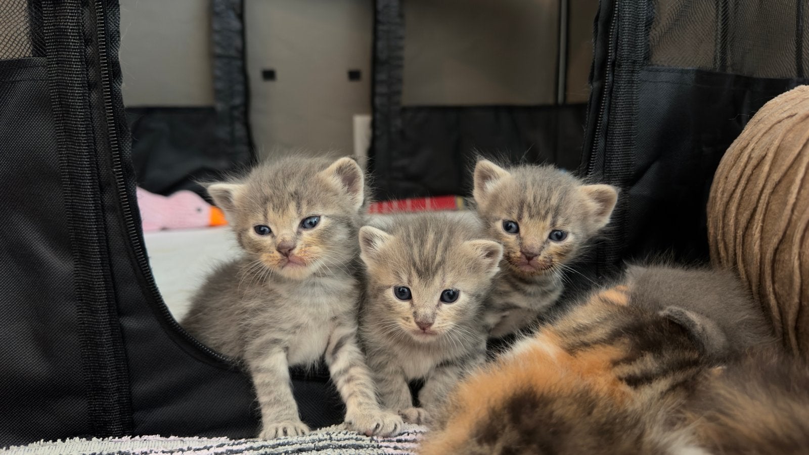 Kittens britse korthaar x maine coon, Meerdere dieren, Kortharig, 0 tot 2 jaar