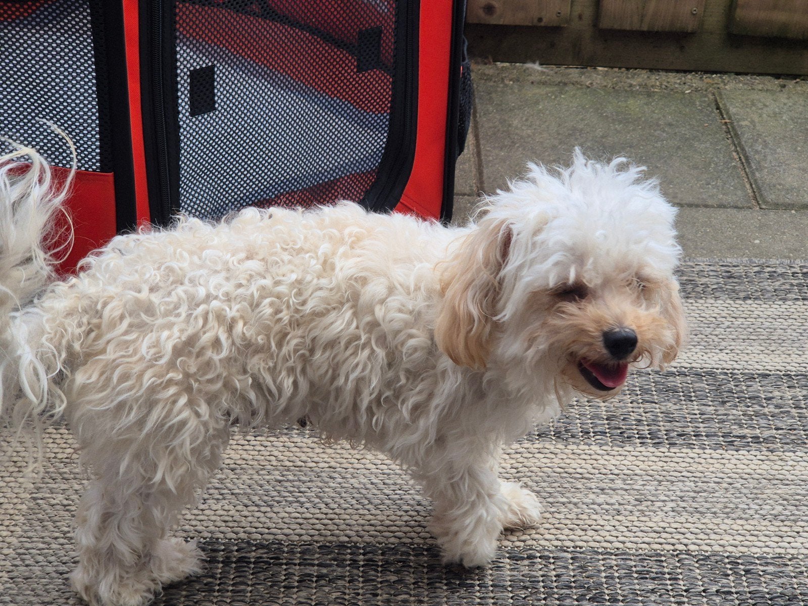 Te koop aangeboden: 4 Maltipoo puppies ., Parvo, Overige rassen, 8 tot 15 weken, Meerdere