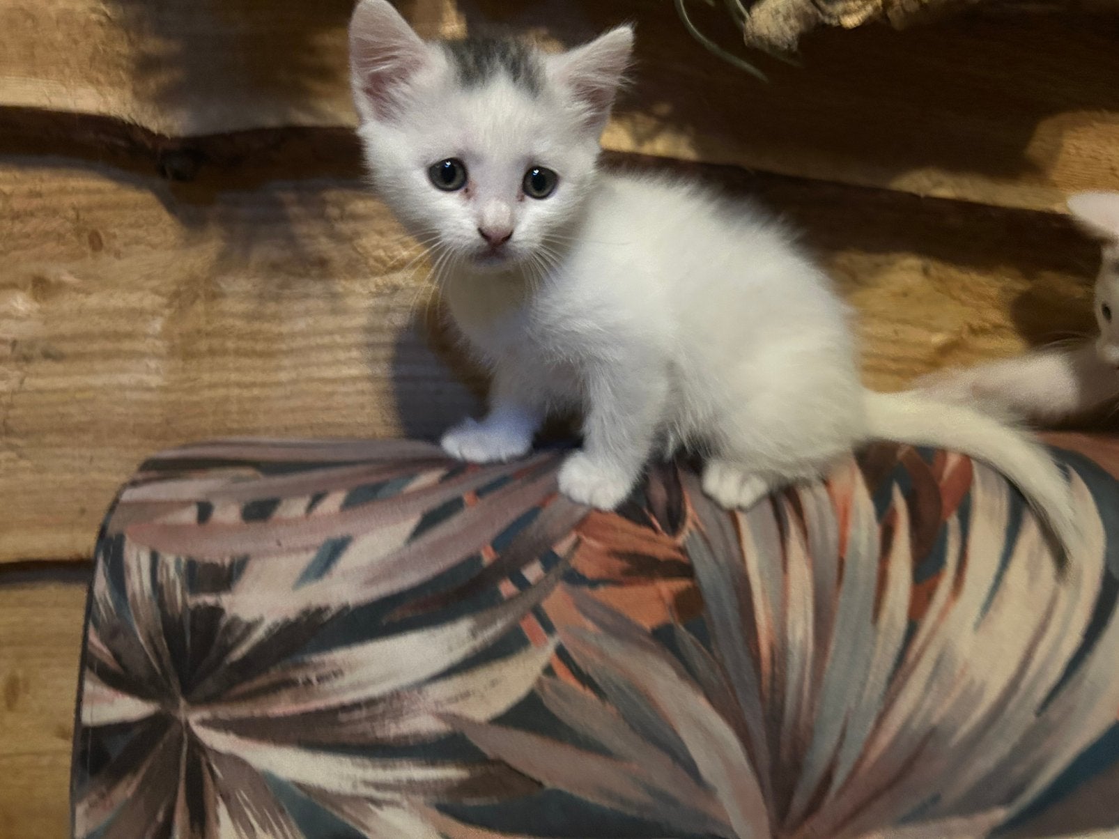 Kittens, Dieren en Toebehoren, Katten en Kittens | Overige Katten, Meerdere dieren
