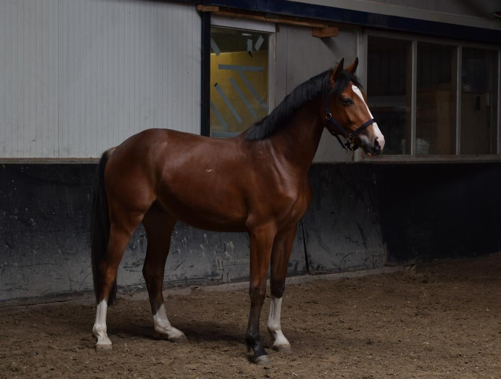 knappe 2 jarige ruin zeer goede afstamming, Springpaard, Met stamboom, Ruin, 0 tot 2 jaar