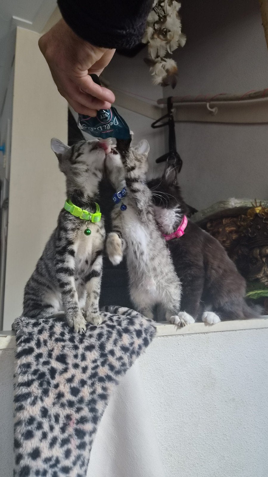 savanah  kittens vrouwtjes, Dieren en Toebehoren, Poes, 0 tot 2 jaar