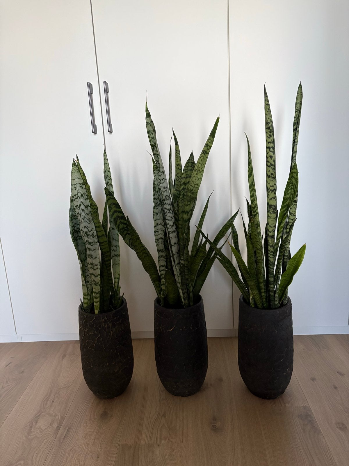 Set van 3 Sansevieria planten in donkere potten, Huis en Inrichting, Ophalen, Gebruikt, Met patroon/structuur, Zwart