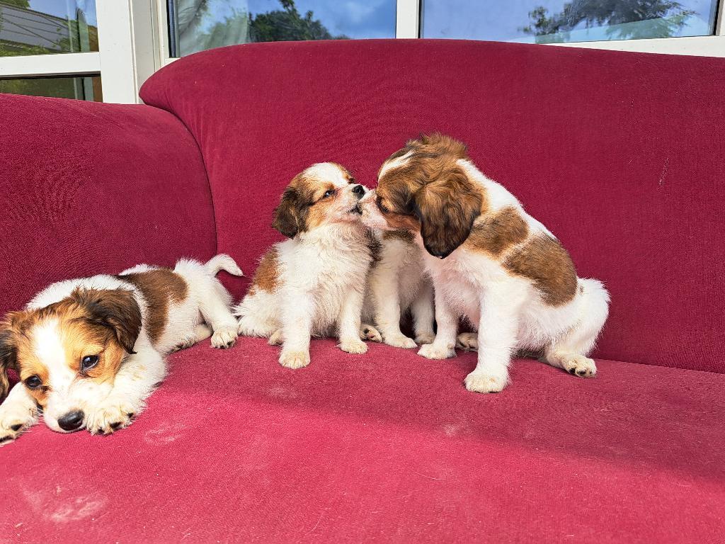 TE KOOP KOOIKER PUPS  (ZOEKEN EEN HUISJE ), Dieren en Toebehoren, Parvo, Nederland, Overige rassen, 8 tot 15 weken