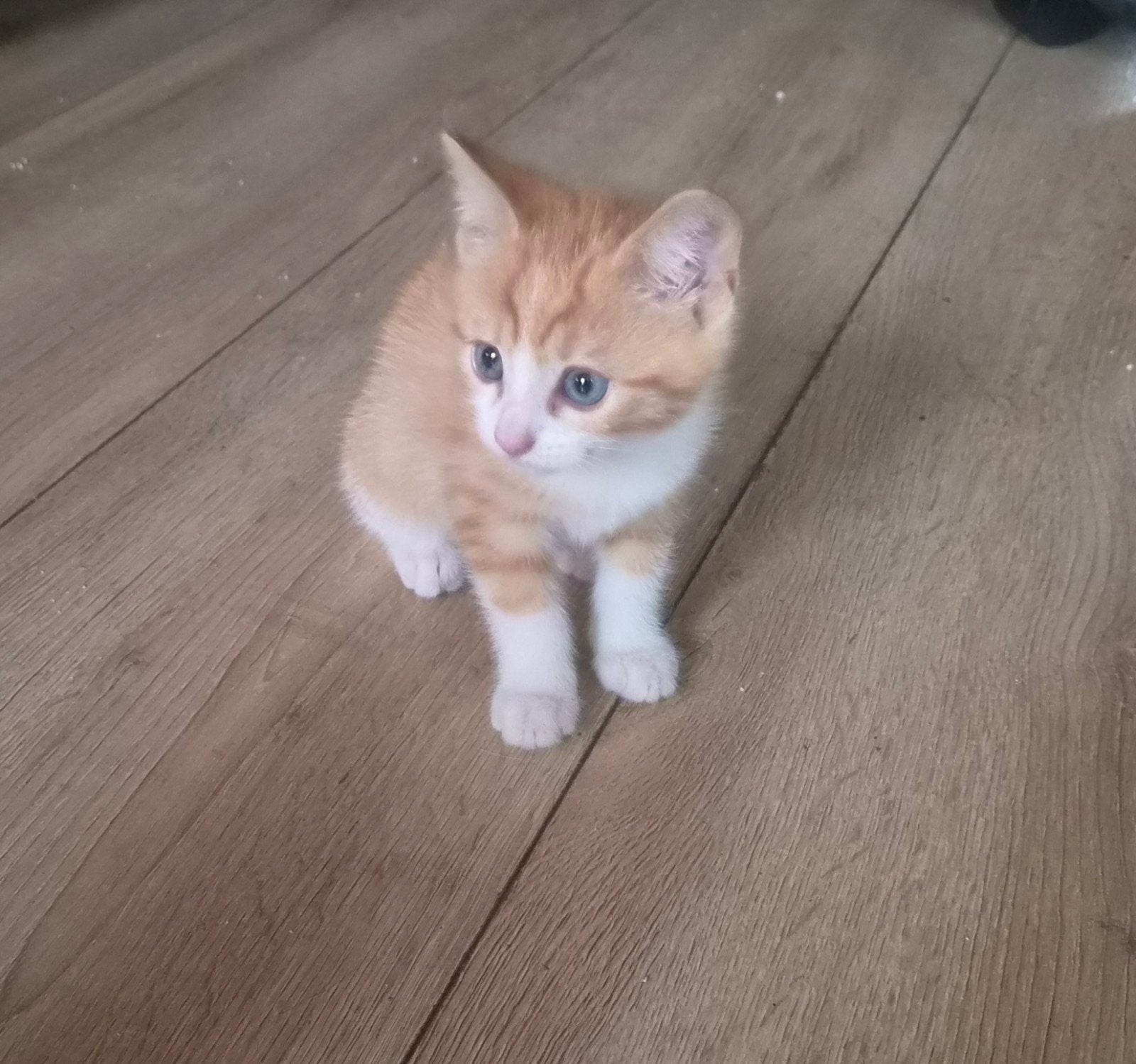 kittens